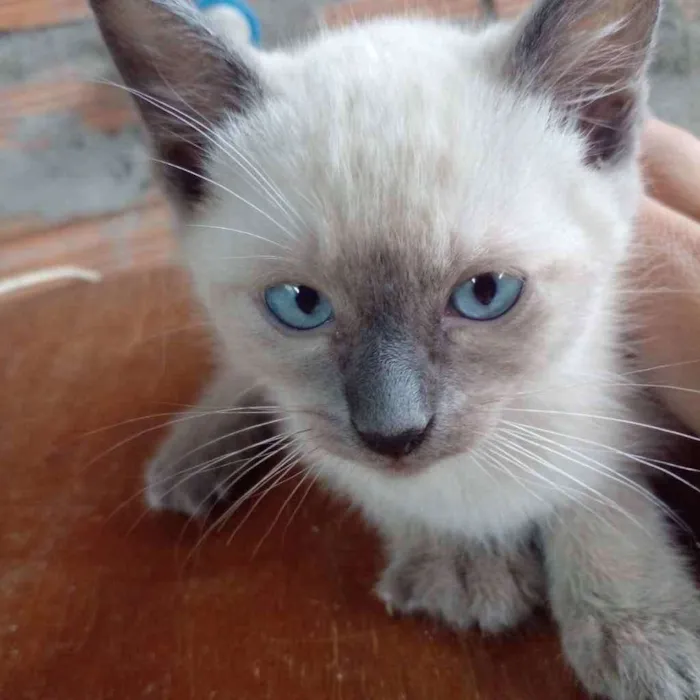 Gato ra a  idade Abaixo de 2 meses nome Não sei 