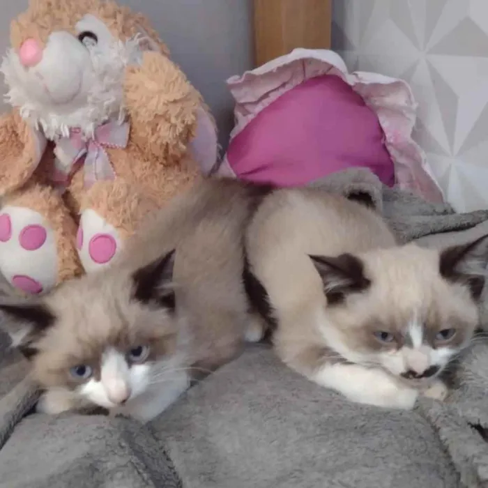 Gato ra a  idade Abaixo de 2 meses nome Não sei 