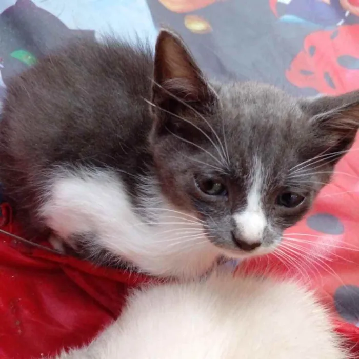 Gato ra a  idade Abaixo de 2 meses nome Não sei 