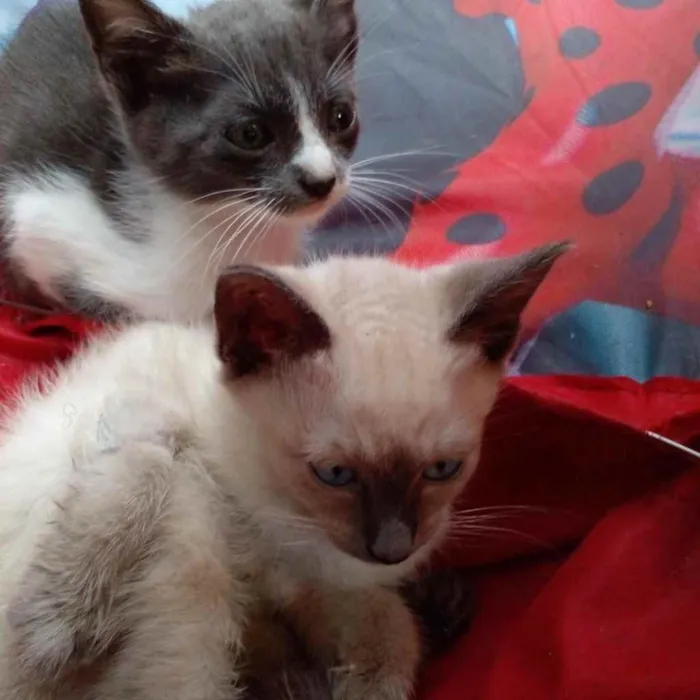 Gato ra a  idade Abaixo de 2 meses nome Não sei 