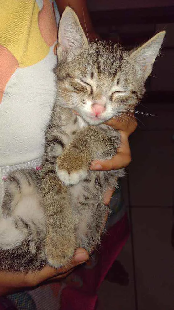 Gato ra a Snd idade 2 a 6 meses nome Brinante e sol