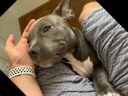 Cachorro ra a American Bully idade 2 a 6 meses nome Dino