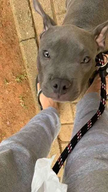 Cachorro ra a American Bully idade 2 a 6 meses nome Dino