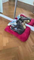 Dino
