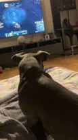 Dino
