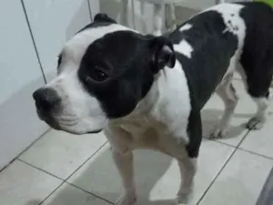 Cachorro raça Pitbul  idade 7 a 11 meses nome Não sei 