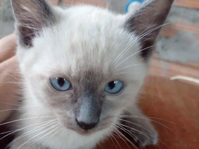 Gato ra a  idade Abaixo de 2 meses nome Não sei 