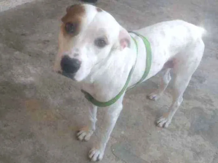 Cachorro ra a Vira lata idade 1 ano nome Fred