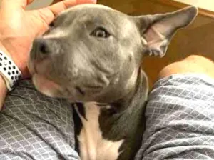 Cachorro raça American Bully idade 2 a 6 meses nome Dino