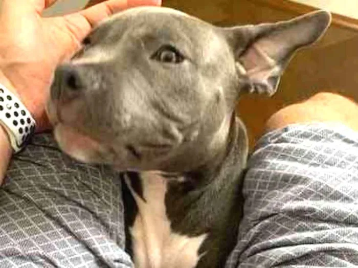 Cachorro ra a American Bully idade 2 a 6 meses nome Dino