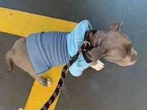 Cachorro ra a American Bully idade 2 a 6 meses nome Dino