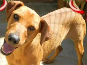 Cachorro raça SRD idade 5 anos nome Dominque