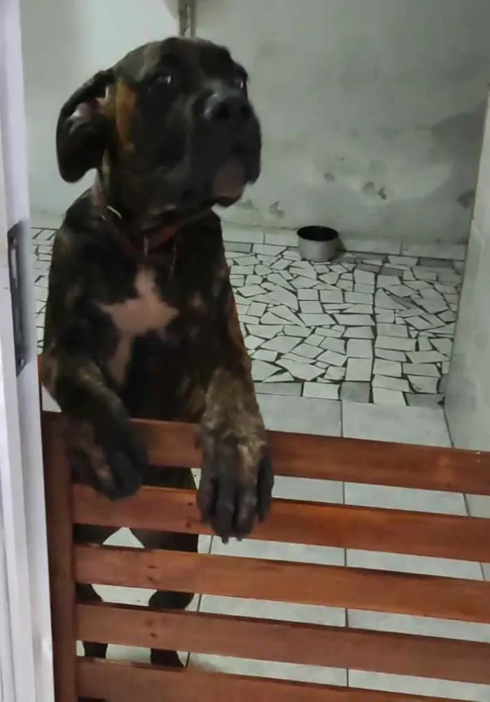 Cachorro ra a Cane Corso  idade 7 a 11 meses nome Ohanna 