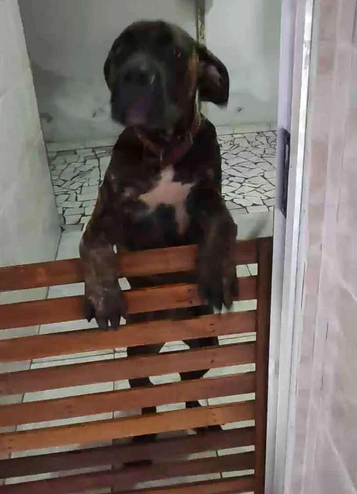 Cachorro ra a Cane Corso  idade 7 a 11 meses nome Ohanna 