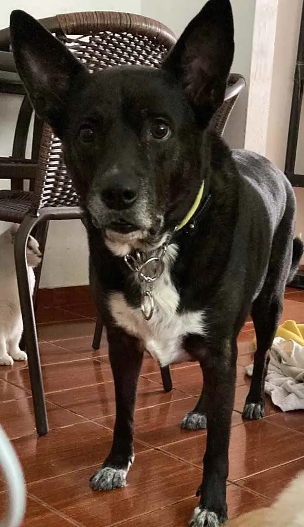 Cachorro ra a Blueheeler idade 6 ou mais anos nome Freud