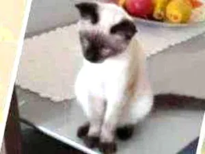 Gato raça Mix siames idade 7 a 11 meses nome Fred