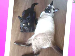 Gato raça SRD idade 7 a 11 meses nome Mãe e filha