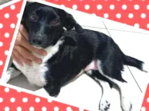 Cachorro raça SRD idade 2 anos nome ~Catarina
