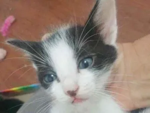 Gato raça SRD idade  nome TOM