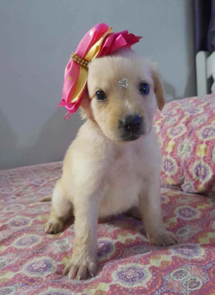 Cachorro ra a Srd  idade Abaixo de 2 meses nome Safira