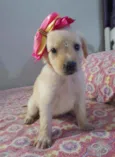 Safira
