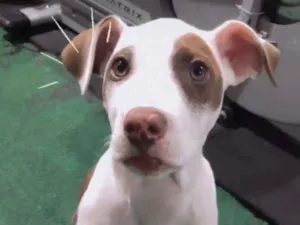 Cachorro raça Vira lata idade 1 ano nome Gaya