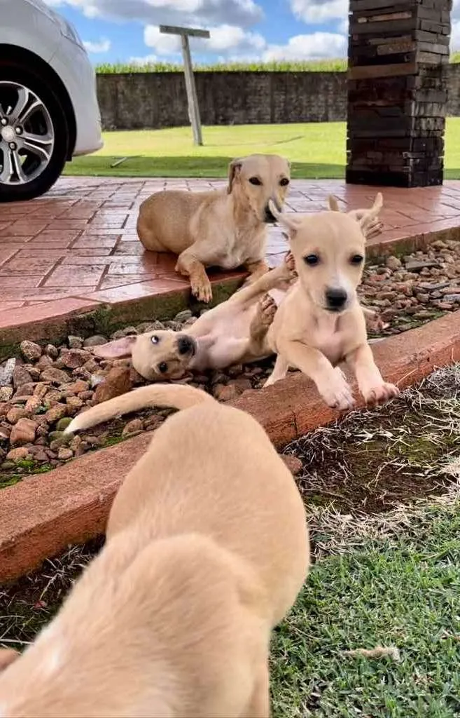 Cachorro ra a SRD idade 2 a 6 meses nome Sem nome