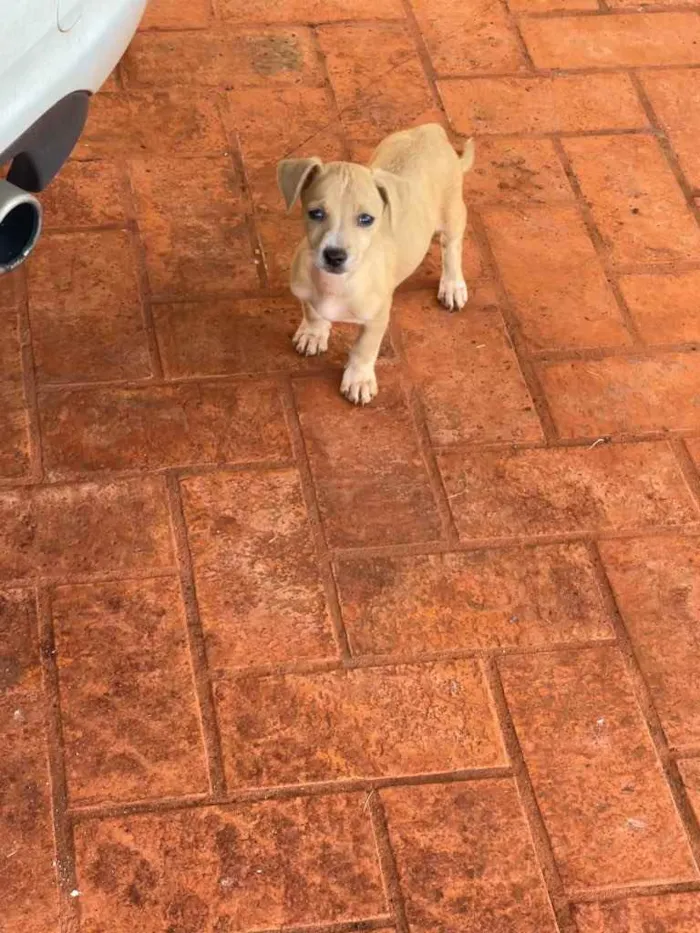 Cachorro ra a SRD idade 2 a 6 meses nome Sem nome