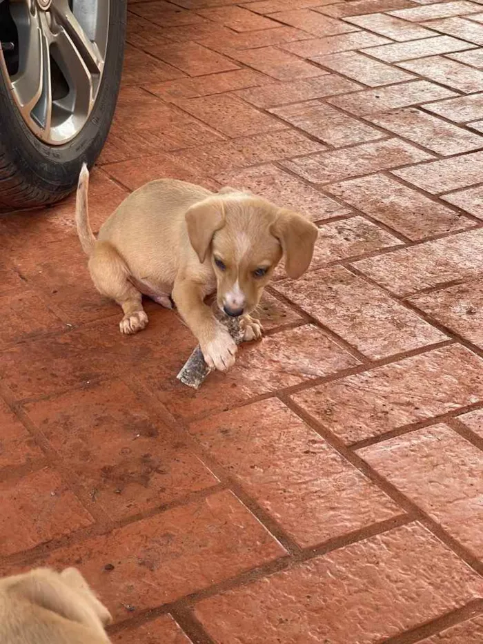 Cachorro ra a SRD idade 2 a 6 meses nome Sem nome