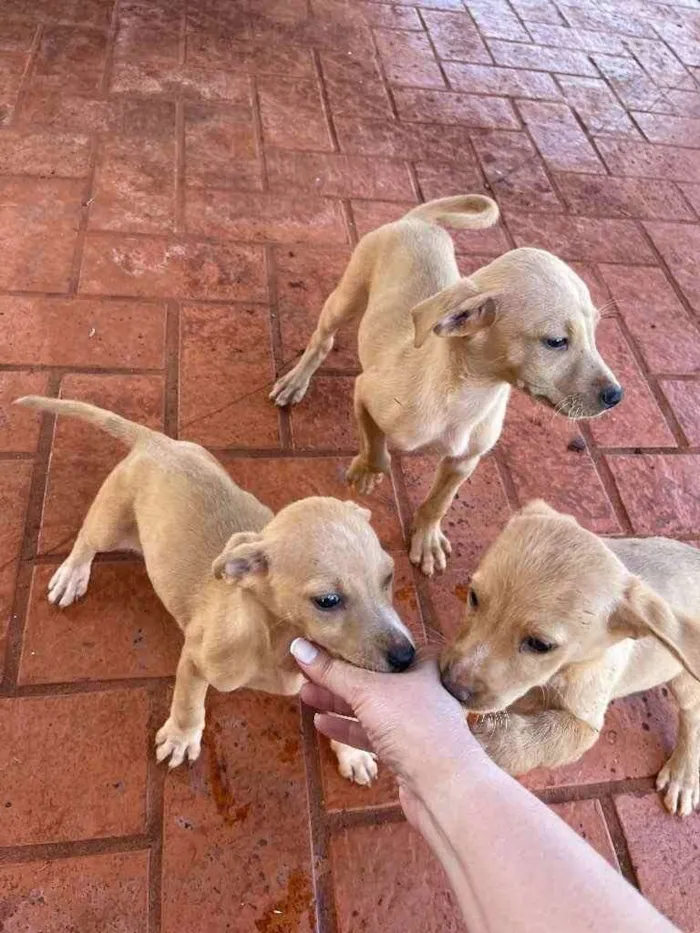 Cachorro ra a SRD idade 2 a 6 meses nome Sem nome