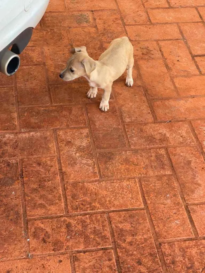 Cachorro ra a SRD idade 2 a 6 meses nome Sem nome