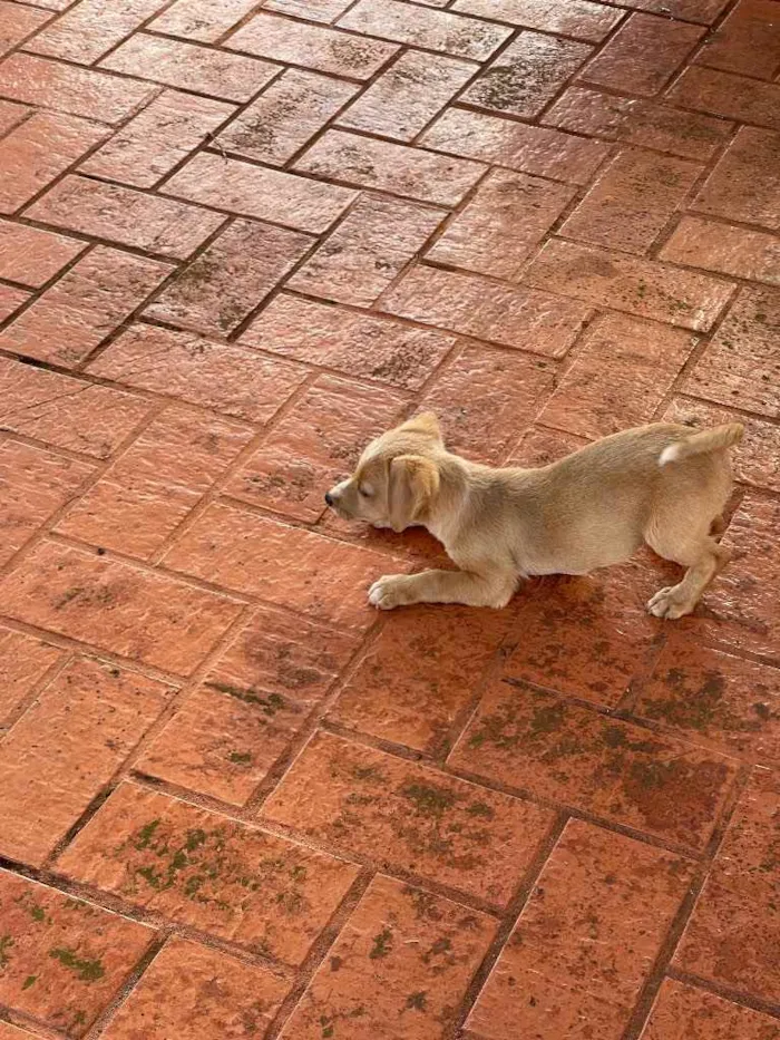 Cachorro ra a SRD idade 2 a 6 meses nome Sem nome