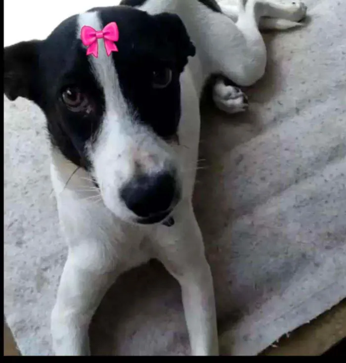 Cachorro ra a SRD idade 7 a 11 meses nome Brigitte 