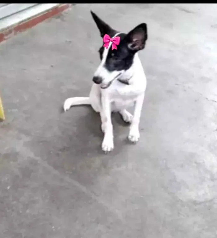 Cachorro ra a SRD idade 7 a 11 meses nome Brigitte 