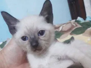 Gato raça SRD idade 2 a 6 meses nome GREY