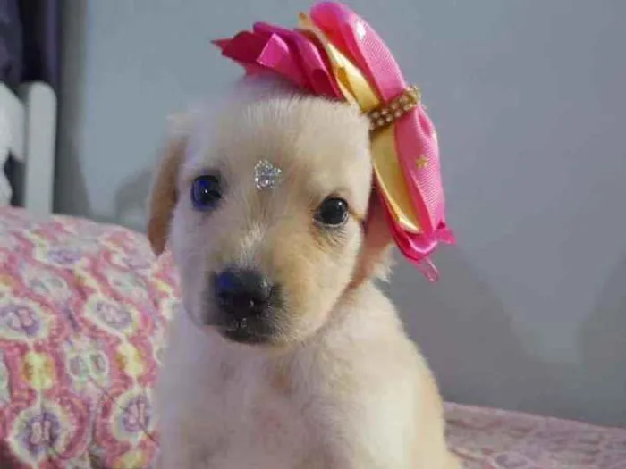 Cachorro ra a Srd  idade Abaixo de 2 meses nome Safira