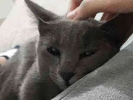 Gato ra a  idade 1 ano nome Hermione 