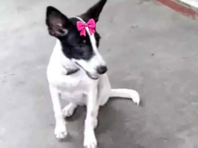 Cachorro ra a SRD idade 7 a 11 meses nome Brigitte 