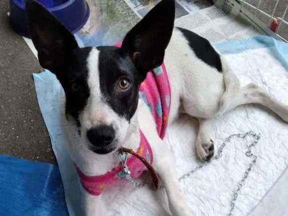 Cachorro ra a SRD idade 7 a 11 meses nome Brigitte 