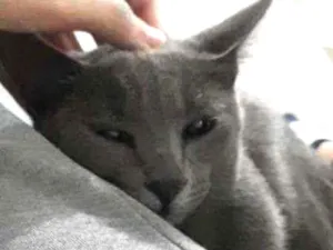 Gato raça  idade 1 ano nome Hermione 