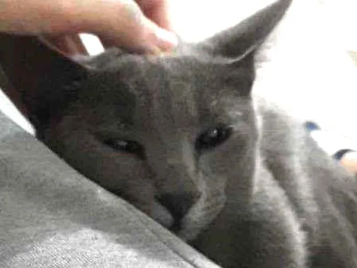 Gato ra a  idade 1 ano nome Hermione 