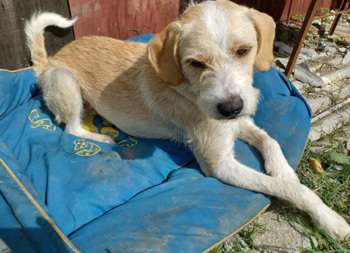 Cachorro ra a Sem raça definida idade 1 ano nome Barba