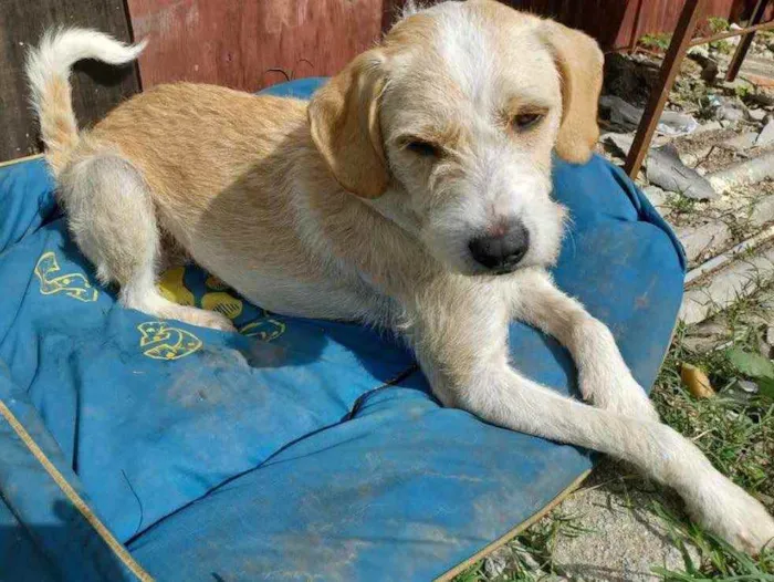 Cachorro ra a Sem raça definida idade 1 ano nome Barba