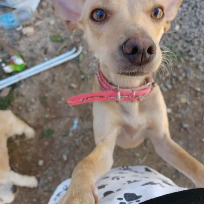 Cachorro ra a Sem raça definida idade 2 a 6 meses nome Belinha