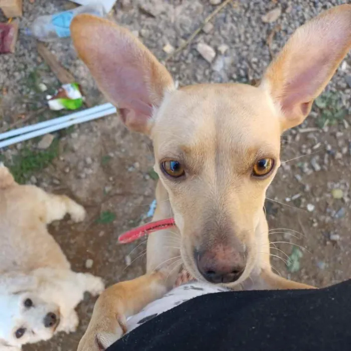 Cachorro ra a Sem raça definida idade 2 a 6 meses nome Belinha
