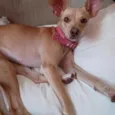 Belinha