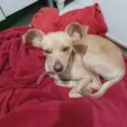 Belinha