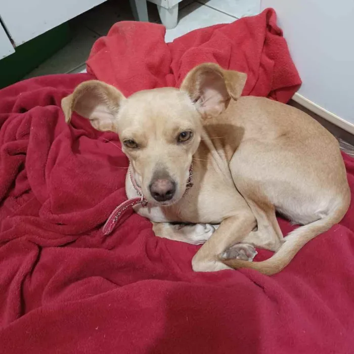 Cachorro ra a Sem raça definida idade 2 a 6 meses nome Belinha