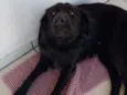 Sirius