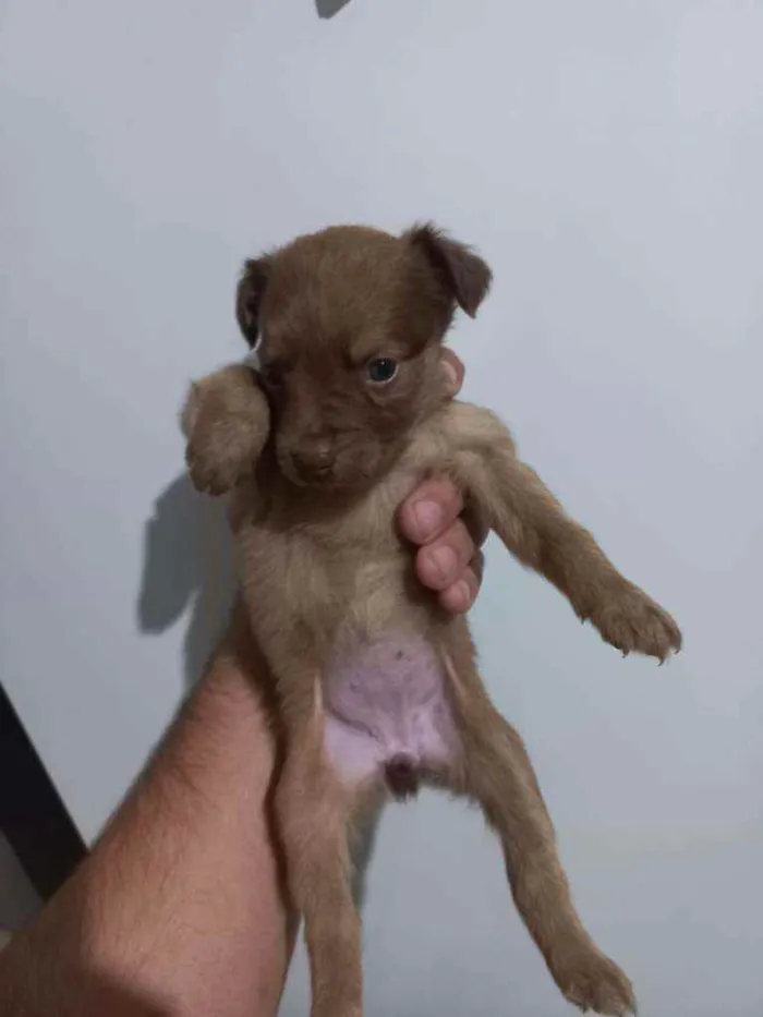 Cachorro ra a Vira lata  idade 2 a 6 meses nome Sem nome